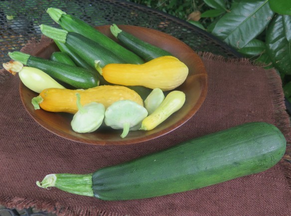 zucchini squash with bowl of summer squash - 1 - IMG_4604_1