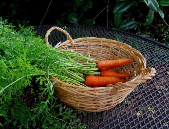 Monsanto Carrots - IMG_3594_1- R2