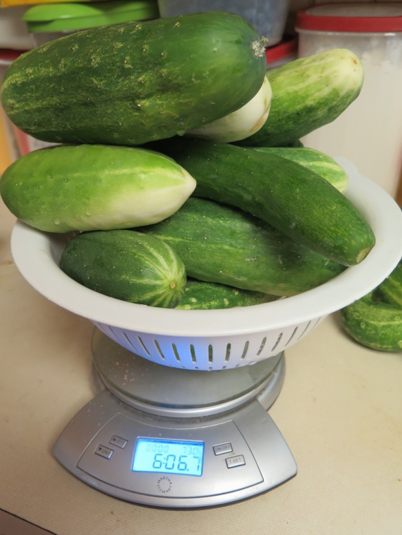 cucumbers on a scale - IMG_3601